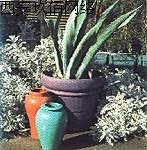 ����ɫ�OӋ